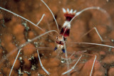 Banded cleaner shrimp