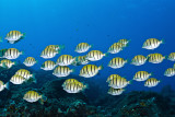 School of striped surgeonfish