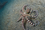 Mimic octopus