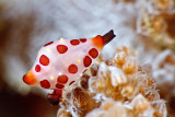 Rosewateri allied cowrie