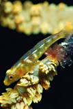 Whip coral goby