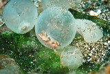 Flamboyant cuttlefish eggs