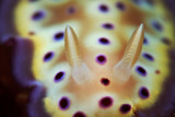 Kuniei nudi close up