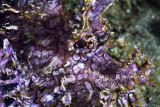 Purple lacy rhinopias