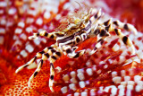 Zebra crab with a nice anemone hat