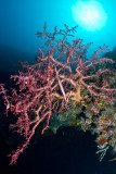 Liberty wreck corals