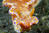 Ceratosoma Tenue nudibranch