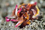 Juvenile Flamboyant cuttlefish