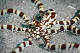 Mimic Octopus