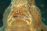 Giant frogfish portrait