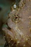 Hispid frogfish