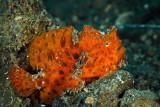 Juvenile hairy frogfish