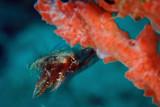 Spice diving in Ambon & Maluku