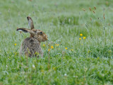 Hare