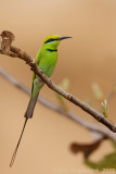Green Bee-eater - Kleine Groene Bijeneter -Merops orientalis