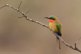 Red-throated Bee-eater - Roodkeelbijeneter - Merops bulocki