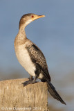 Long-tailed Cormorant - Afrikaanse Dwergaalscholver - Phalacrocorax africanus