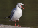 Grey-headed Gull - Grijskopmeeuw - Chroicocephalus cirrocephalus