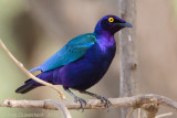 Purple Glossy-starling - Purperglansspreeuw - Lamprotornis purpureus