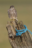 Merlin - Smelleken - Falco columbarius