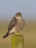 Merlin - Smelleken - Falco columbarius