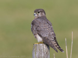 Merlin - Smelleken - Falco columbarius