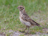 Lapland Bunting - IJsgors - Calcarius lapponicus