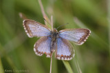 Bleek Blauwtje - Polyommatus coridon