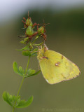 Pale Clouded Yellow - Gele Luzernevlinder - Colias hyale