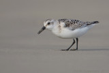 Sanderling - Drieteenstrandloper - Calidris alba