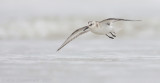 Sanderling - Drieteenstrandloper - Calidris alba