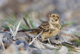 Lapland Bunting - IJsgors - Calcarius lapponicus