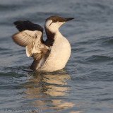 Common Guillemot (Murre) - Zeekoet - Uria aalge