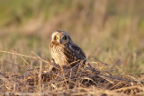 Short-eared Owl - Velduil - Asio flammeus