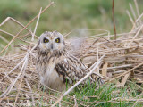 Short-eared Owl - Velduil - Asio flammeus