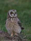 Short-eared Owl - Velduil - Asio flammeus