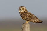 Short-eared Owl - Velduil - Asio flammeus