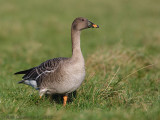 Tundra Bean Goose - Toendrarietgans - Anser serrirostris