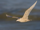 Glaucous Gull - Grote Burgemeester - Larus hyperboreus