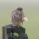 Merlin - Smelleken - Falco columbarius