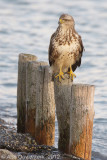 Common Buzzard - Buizerd - Buteo buteo