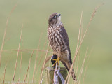 Merlin - Smelleken - Falco columbarius