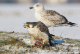 Peregrine Falcon - Slechtvalk - Falco peregrinus