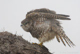 Merlin - Smelleken - Falco columbarius