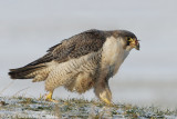 Peregrine Falcon - Slechtvalk - Falco peregrinus