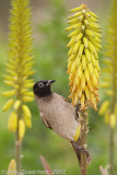 White-spectacled Bulbul - Arabische Buulbuul - Pycnonotus xanthopygos