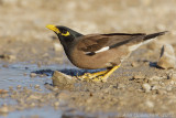 Common Myna - Treurmaina - Acridotheres tristis