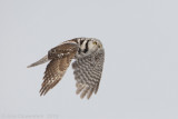 Northern Hawk Owl - Sperweruil - Surnia ulula