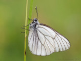 Black-veined White - Groot Geaderd Witje - Aporia crataegi