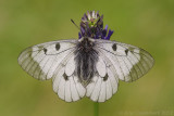 Clouded Apollo - Zwarte Apollovlinder - Parnassius mnemosyne